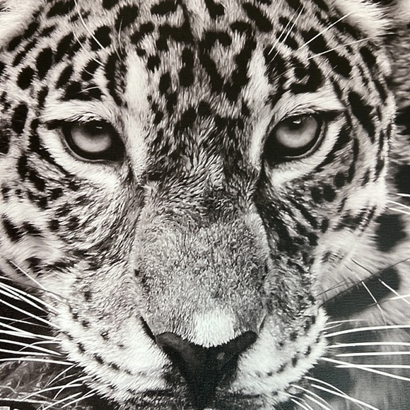 Cougar Frame - Picture 3 of 4